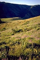 Picture of the Seven Devils Lodge, Guest Ranch & Guide Service in Council, Idaho