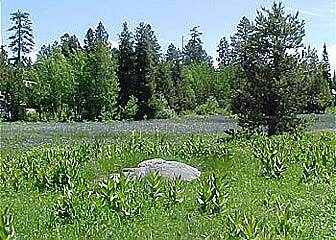 Picture of the Cottage in the Meadow in McCall, Idaho