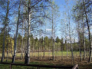 Picture of the Romine Cottage in McCall, Idaho