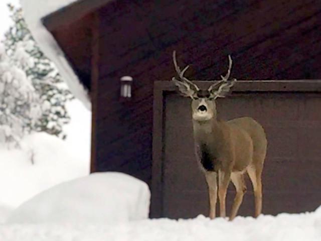 Picture of the Hilltop Lodge in McCall, Idaho