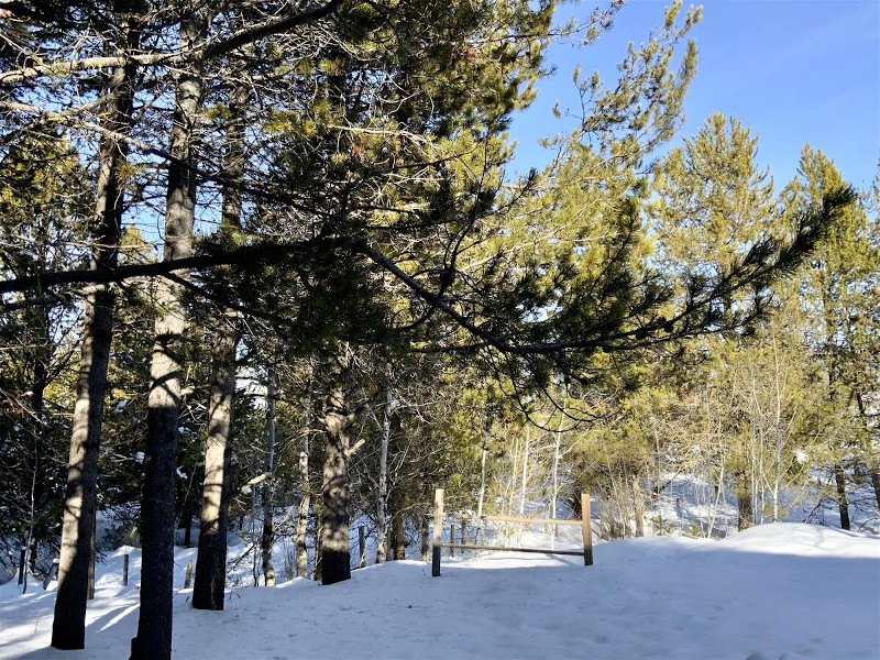 Picture of the Peace Tree Place in Cascade, Idaho