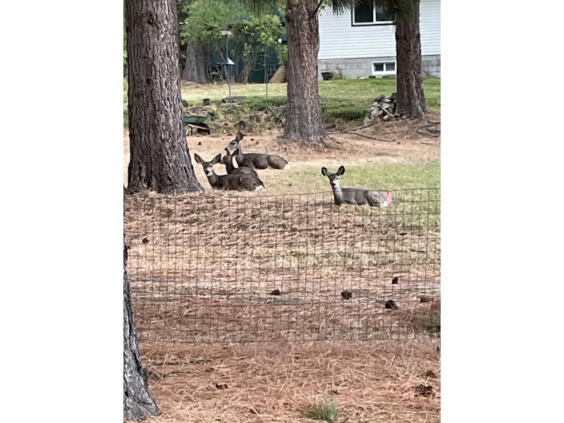 Picture of the Above Par in Cascade, Idaho